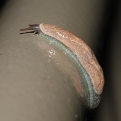 Cystopelta sp. (genus) (Unidentified Cystopelta Slug) at Acton, ACT - 5 Nov 2021 by TimL