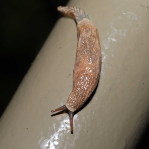 Cystopelta sp. (genus) at Acton, ACT - 5 Nov 2021