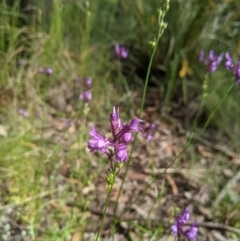 Linaria pelisseriana (Pelisser's Toadflax) at Nanima, NSW - 6 Nov 2021 by Miko