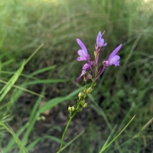 Linaria pelisseriana at Nanima, NSW - 6 Nov 2021