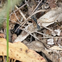 Unidentified Wasp (Hymenoptera, Apocrita) at Albury, NSW - 6 Nov 2021 by KylieWaldon