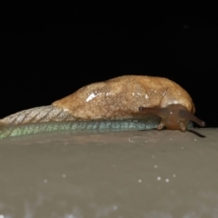 Cystopelta sp. (genus) (Unidentified Cystopelta Slug) at ANBG - 5 Nov 2021 by TimL
