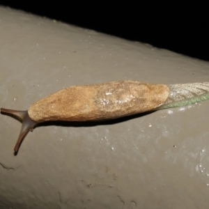 Cystopelta sp. (genus) at Acton, ACT - 5 Nov 2021