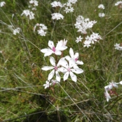 Burchardia umbellata at Kambah, ACT - 6 Nov 2021