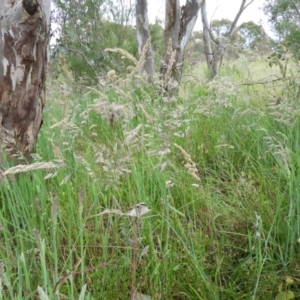 Holcus lanatus at Kambah, ACT - 6 Nov 2021