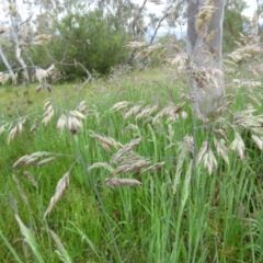 Holcus lanatus at Kambah, ACT - 6 Nov 2021