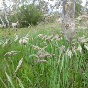 Holcus lanatus at Kambah, ACT - 6 Nov 2021