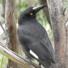 Strepera graculina (Pied Currawong) at Kambah, ACT - 6 Nov 2021 by MatthewFrawley