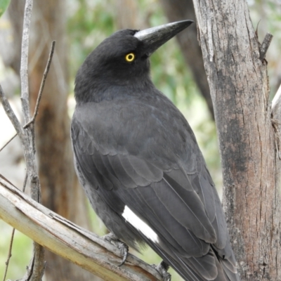 Strepera graculina (Pied Currawong) at Mount Taylor - 6 Nov 2021 by MatthewFrawley