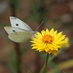 Pieris rapae (Cabbage White) at Albury, NSW - 6 Nov 2021 by KylieWaldon