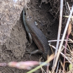 Carlia tetradactyla (Southern Rainbow Skink) at West Wodonga, VIC - 5 Nov 2021 by ChrisAllen