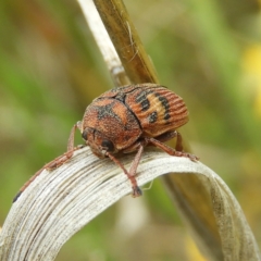 Cadmus (Cadmus) crucicollis (Leaf beetle) at Mount Taylor - 6 Nov 2021 by MatthewFrawley