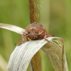 Cadmus (Cadmus) crucicollis at Kambah, ACT - 6 Nov 2021