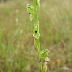 Hymenochilus bicolor (Black-tip Greenhood) at Kambah, ACT - 6 Nov 2021 by MatthewFrawley