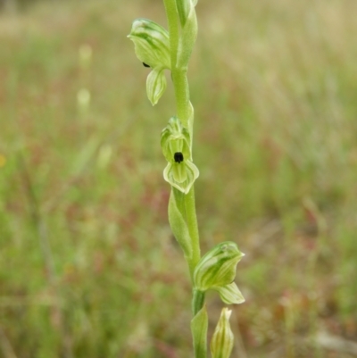 Hymenochilus bicolor (Black-tip Greenhood) at Kambah, ACT - 6 Nov 2021 by MatthewFrawley