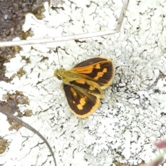 Ocybadistes walkeri (Green Grass-dart) at Kambah, ACT - 6 Nov 2021 by MatthewFrawley