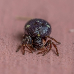 Thomisidae (family) (Unidentified Crab spider or Flower spider) at Wanniassa, ACT - 5 Nov 2021 by sciencegal