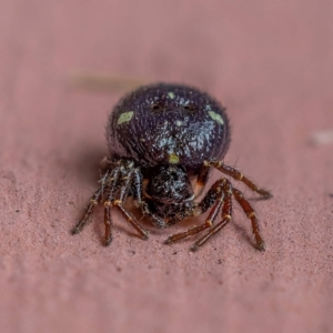 Thomisidae (family) at Wanniassa, ACT - 6 Nov 2021 08:49 AM