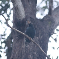 Sturnus vulgaris at Goulburn, NSW - 5 Nov 2021