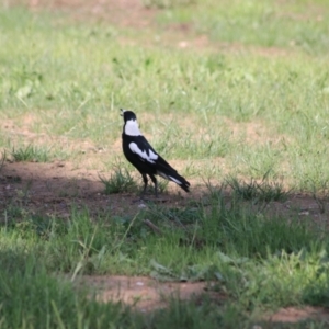 Gymnorhina tibicen at Goulburn, NSW - 6 Nov 2021