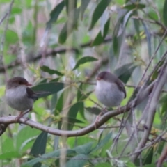 Malurus cyaneus at Goulburn, NSW - 6 Nov 2021