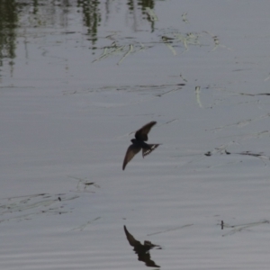 Hirundo neoxena at Goulburn, NSW - 6 Nov 2021