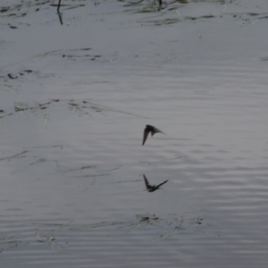 Hirundo neoxena at Goulburn, NSW - 6 Nov 2021