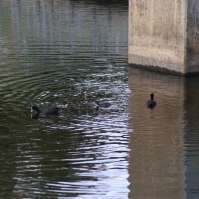 Fulica atra (Eurasian Coot) at Goulburn, NSW - 6 Nov 2021 by Rixon