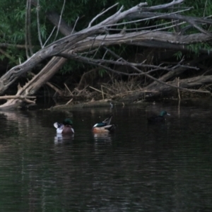 Anas platyrhynchos at Goulburn, NSW - 6 Nov 2021 07:14 PM