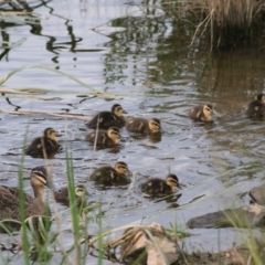 Anas superciliosa (Pacific Black Duck) at Goulburn, NSW - 6 Nov 2021 by Rixon