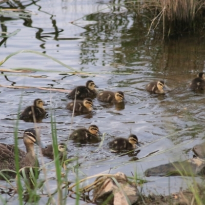 Anas superciliosa (Pacific Black Duck) at Goulburn, NSW - 6 Nov 2021 by Rixon