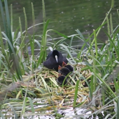 Fulica atra (Eurasian Coot) at Goulburn, NSW - 6 Nov 2021 by Rixon