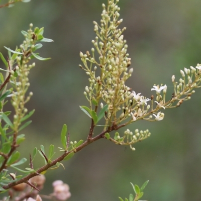 Bursaria spinosa (Native Blackthorn, Sweet Bursaria) at Albury, NSW - 6 Nov 2021 by KylieWaldon