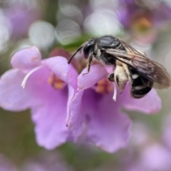 Lasioglossum (Chilalictus) sp. (genus & subgenus) (Halictid bee) at Acton, ACT - 6 Nov 2021 by PeterA