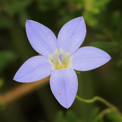 Wahlenbergia sp. (Bluebell) at Albury, NSW - 6 Nov 2021 by KylieWaldon