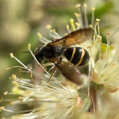 Lasioglossum (Australictus) tertium (Halictid bee) at ANBG - 6 Nov 2021 by PeterA