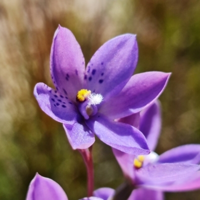 Thelymitra ixioides (Dotted Sun Orchid) at Sassafras, NSW - 3 Nov 2021 by RobG1