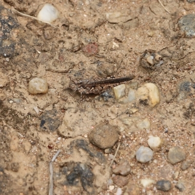 Unidentified Grasshopper, Cricket or Katydid (Orthoptera) at Albury, NSW - 6 Nov 2021 by KylieWaldon