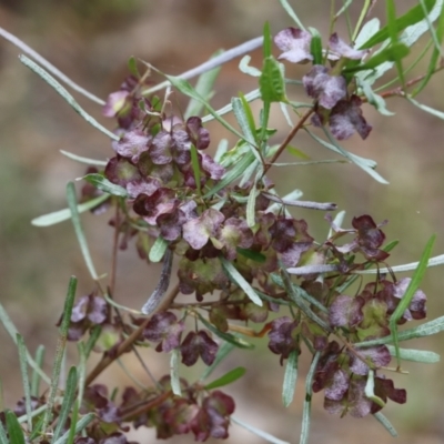 Dodonaea viscosa (Hop Bush) at Albury, NSW - 6 Nov 2021 by KylieWaldon