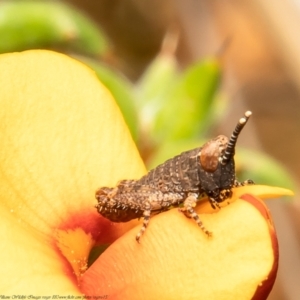 Coryphistes ruricola at Bruce, ACT - 6 Nov 2021