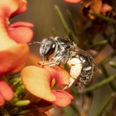 Lasioglossum (Chilalictus) sp. (genus & subgenus) (Halictid bee) at Bruce, ACT - 6 Nov 2021 by Roger