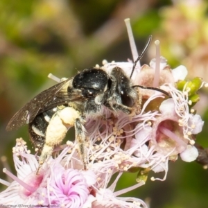 Lasioglossum (Chilalictus) sp. (genus & subgenus) at Bruce, ACT - 6 Nov 2021 02:43 PM