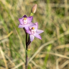 Thelymitra peniculata (Blue Star Sun-orchid) at Stromlo, ACT - 3 Nov 2021 by Philip