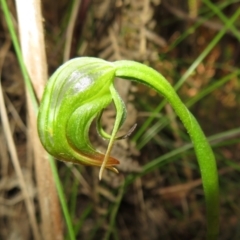 Pterostylis nutans (Nodding Greenhood) at Paddys River, ACT - 1 Nov 2021 by Christine