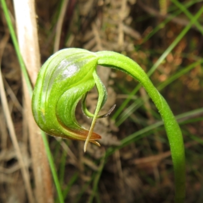 Pterostylis nutans (Nodding Greenhood) at Paddys River, ACT - 1 Nov 2021 by Christine