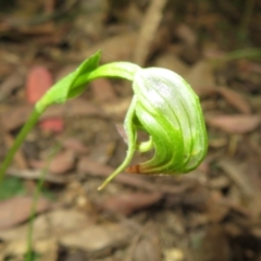 Pterostylis nutans at Paddys River, ACT - suppressed