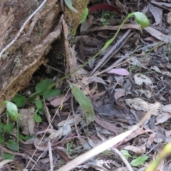 Pterostylis nutans at Paddys River, ACT - suppressed