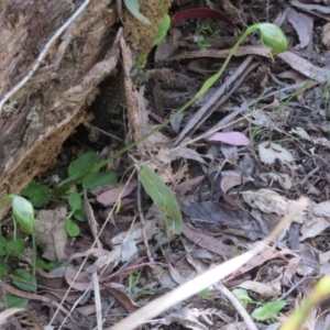 Pterostylis nutans at Paddys River, ACT - 1 Nov 2021