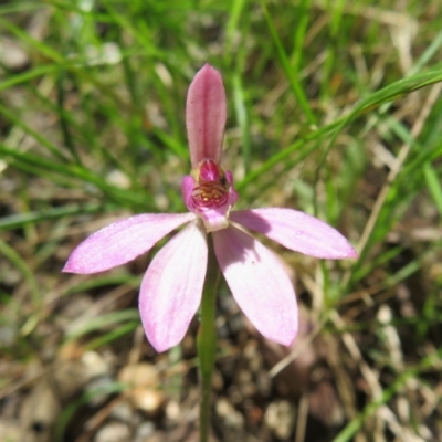 Caladenia carnea (Pink Fingers) at Paddys River, ACT - 1 Nov 2021 by Christine