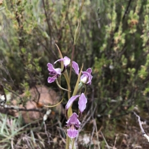 Diuris punctata at suppressed - suppressed